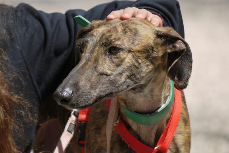 multimedia-foto82430-59-1