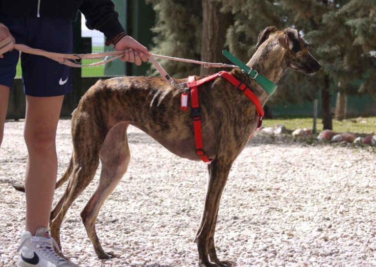 multimedia-foto82432-60-1