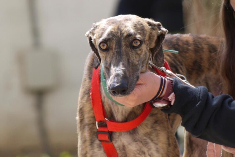 multimedia-foto82433-60-1