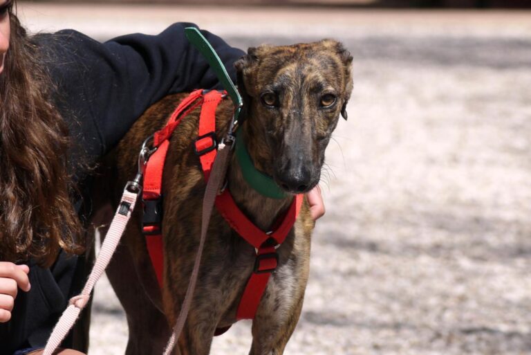 multimedia-foto82434-60-1