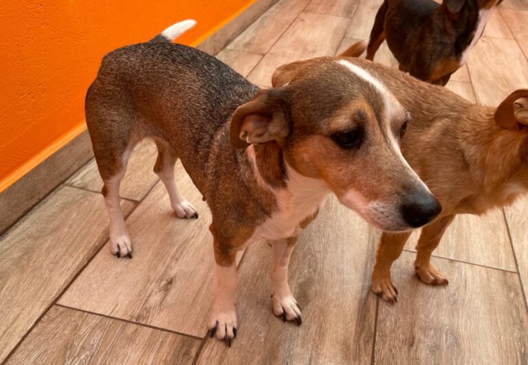 multimedia-foto82490-237-1