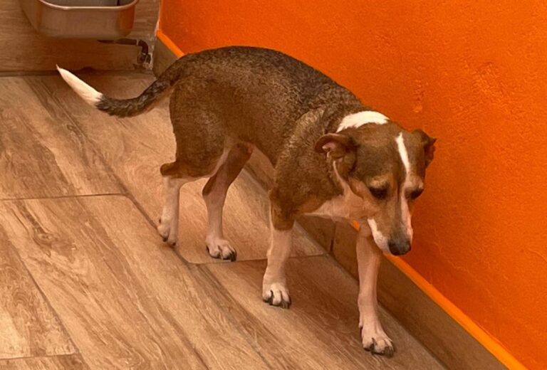 multimedia-foto82492-238-1