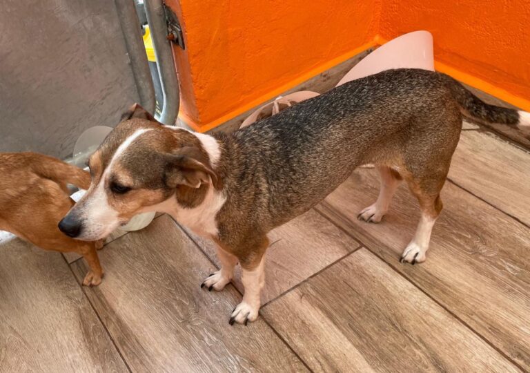 multimedia-foto82496-238-1