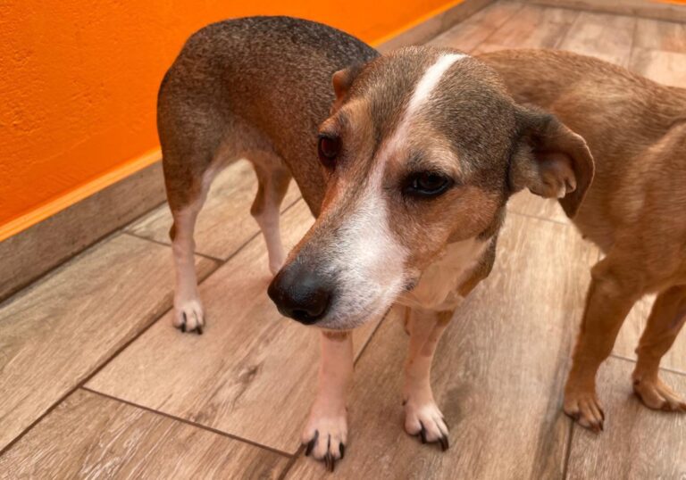 multimedia-foto82497-238-1