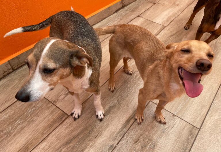 multimedia-foto82499-239-1