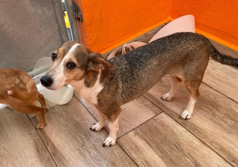 multimedia-foto82500-239-1