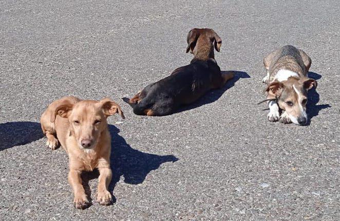 multimedia-foto82502-390-1