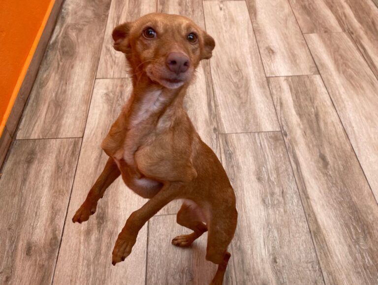 multimedia-foto82536-437-1