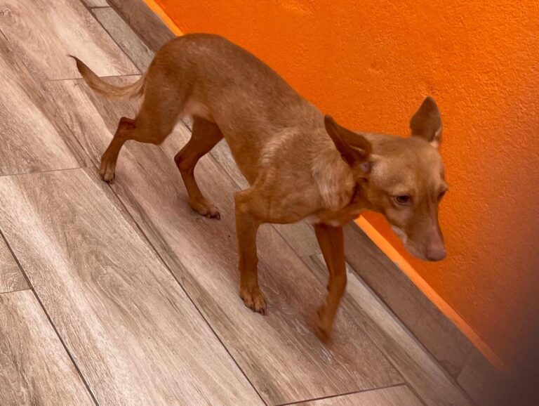 multimedia-foto82537-438-1