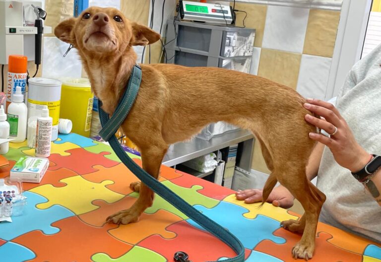 multimedia-foto82539-456-1