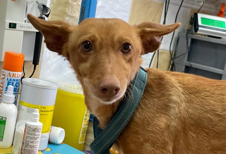 multimedia-foto82541-457-1