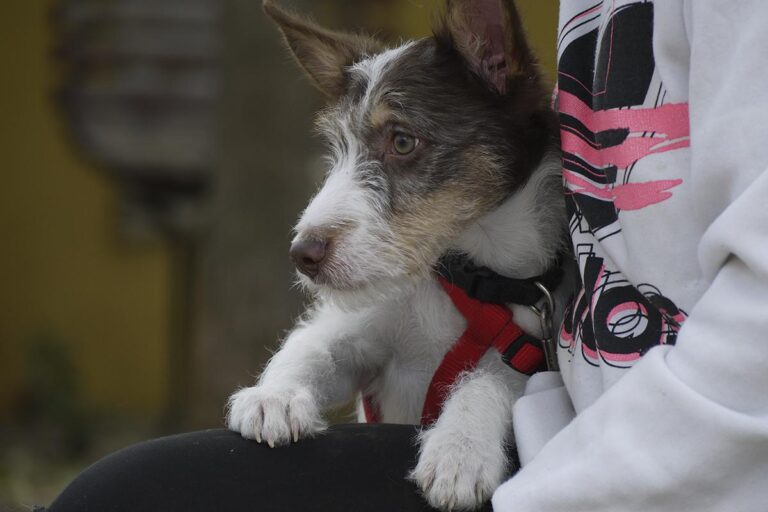 multimedia-foto82544-479-1