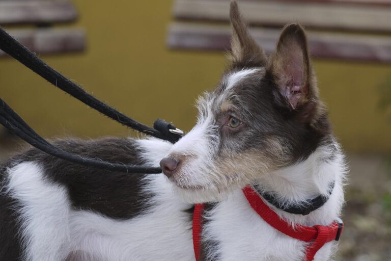 multimedia-foto82545-479-1