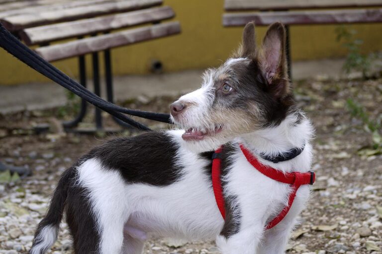 multimedia-foto82547-480-1