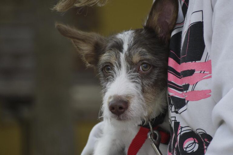 multimedia-foto82550-480-1