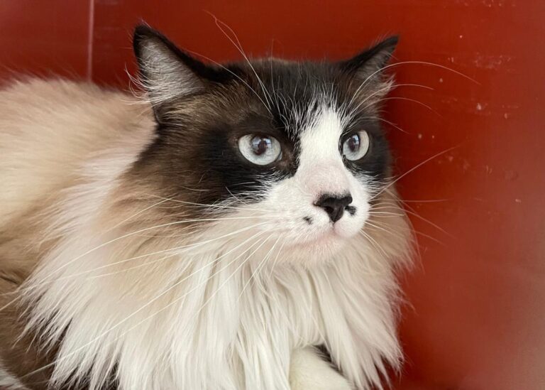 multimedia-foto82567-319-1