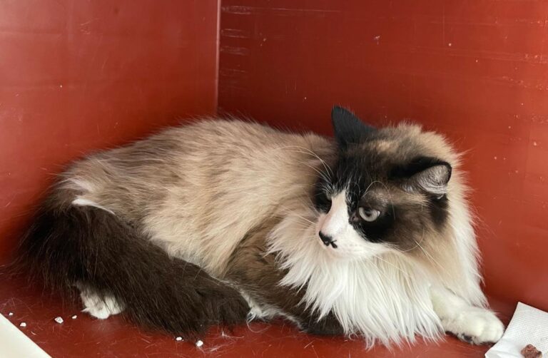 multimedia-foto82568-320-1