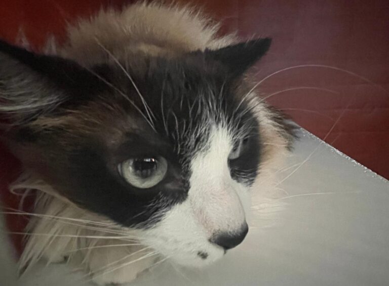 multimedia-foto82569-320-1