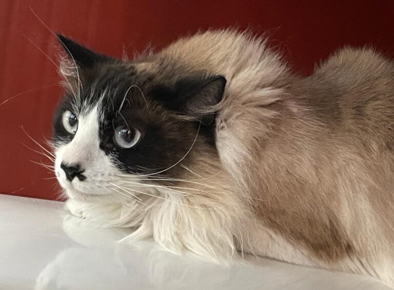 multimedia-foto82570-320-1