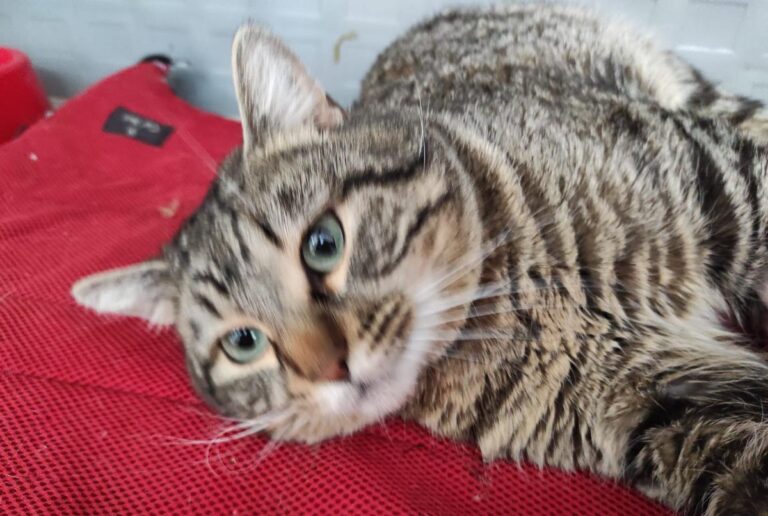 multimedia-foto82573-430-1