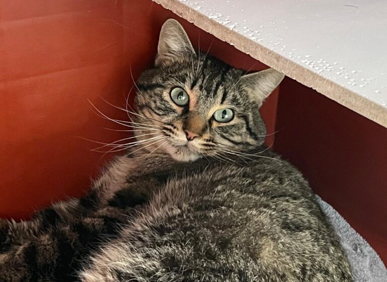 multimedia-foto82575-430-1