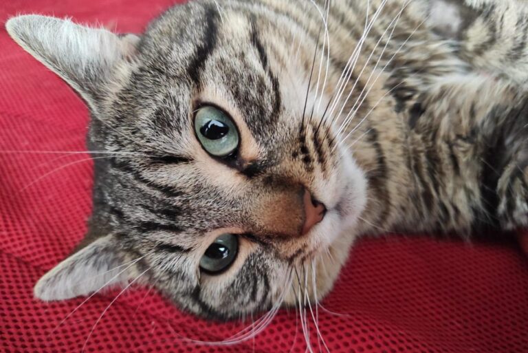 multimedia-foto82576-430-1