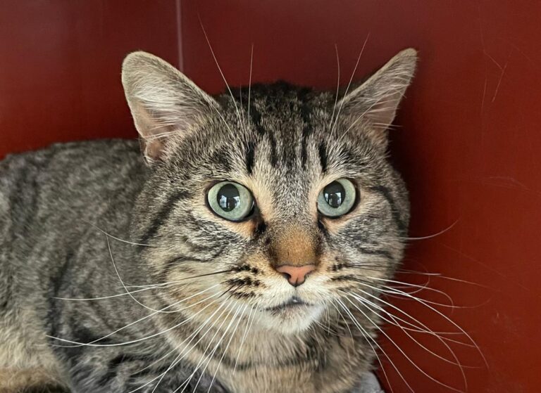 multimedia-foto82577-430-1