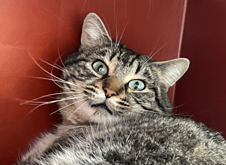 multimedia-foto82578-431-1