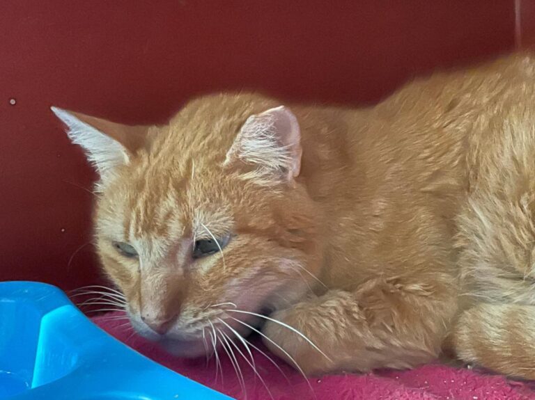 multimedia-foto82580-508-1