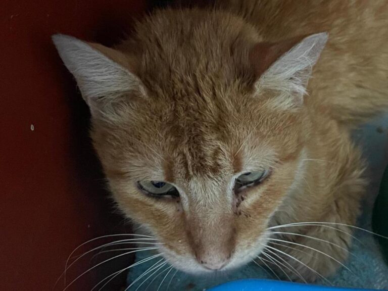 multimedia-foto82582-508-1