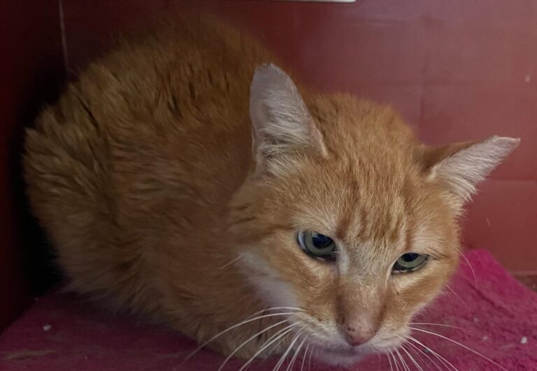 multimedia-foto82583-508-1