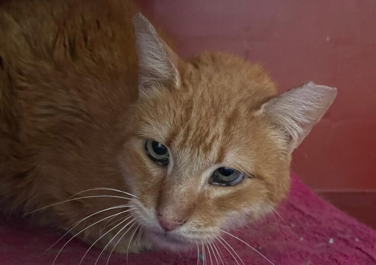 multimedia-foto82584-509-1