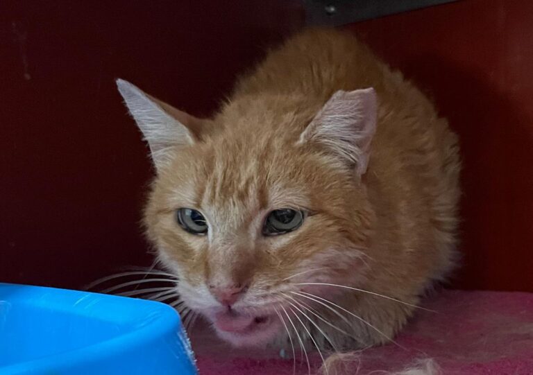 multimedia-foto82585-509-1