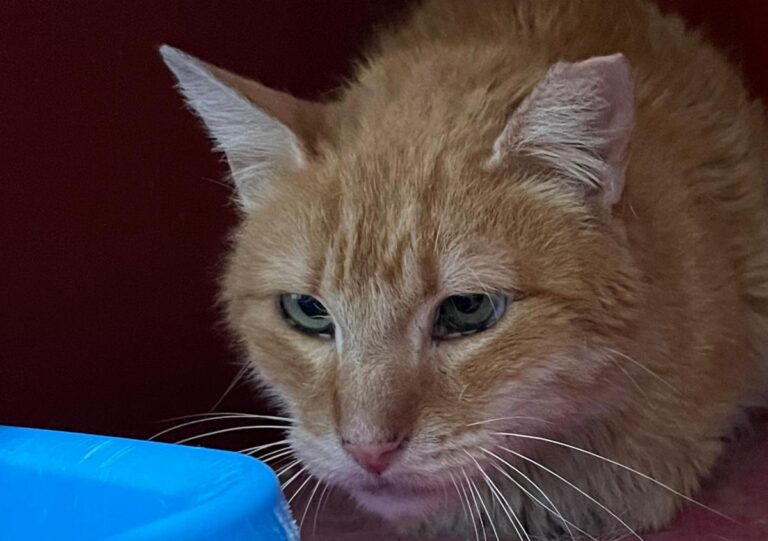 multimedia-foto82586-509-1