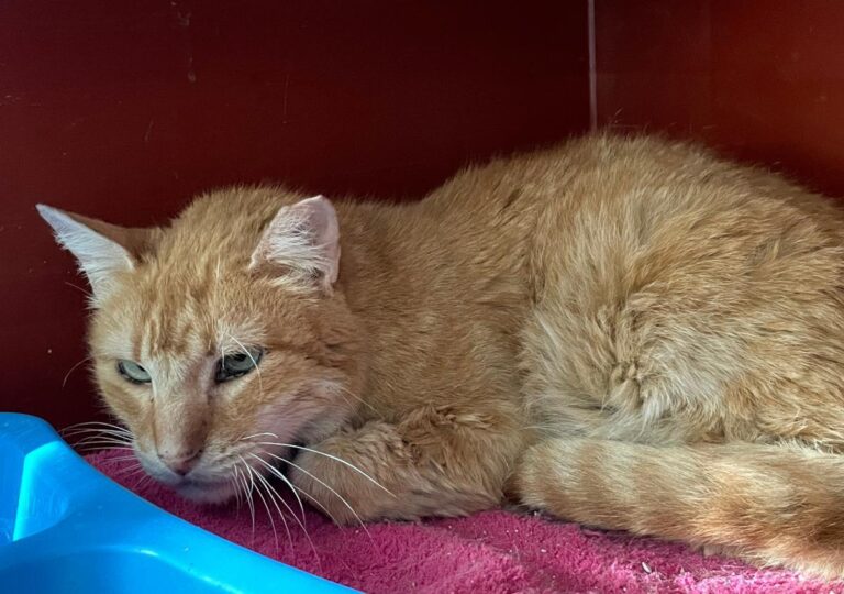 multimedia-foto82587-509-1