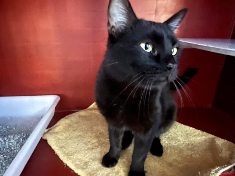 multimedia-foto82588-530-1