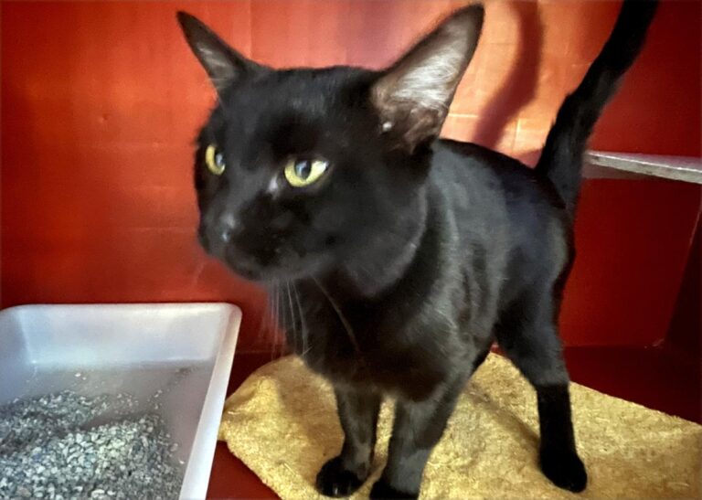 multimedia-foto82589-530-1