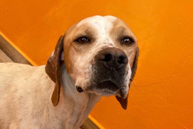 multimedia-foto82610-160-1