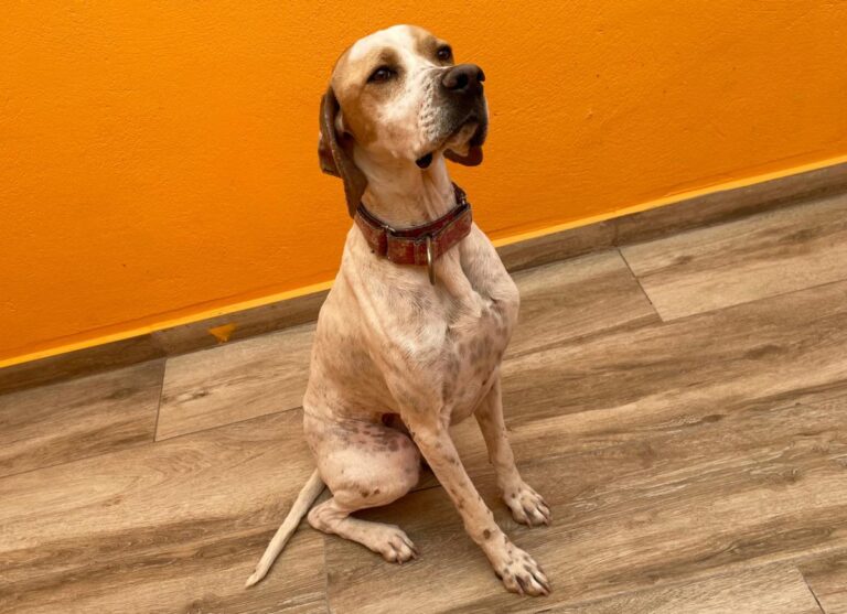 multimedia-foto82612-161-1