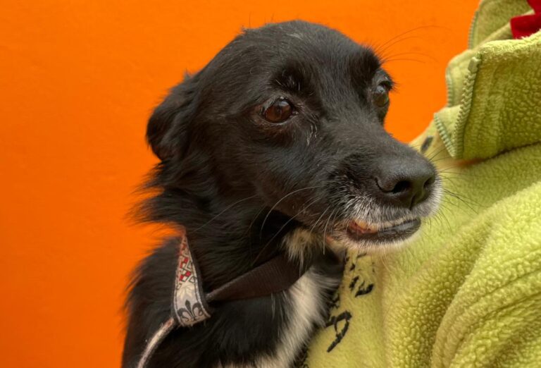 multimedia-foto82656-17-1