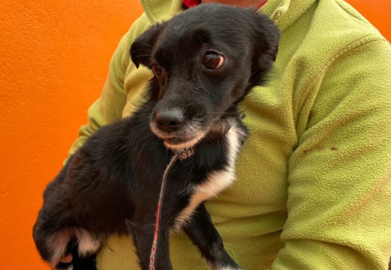 multimedia-foto82657-17-1