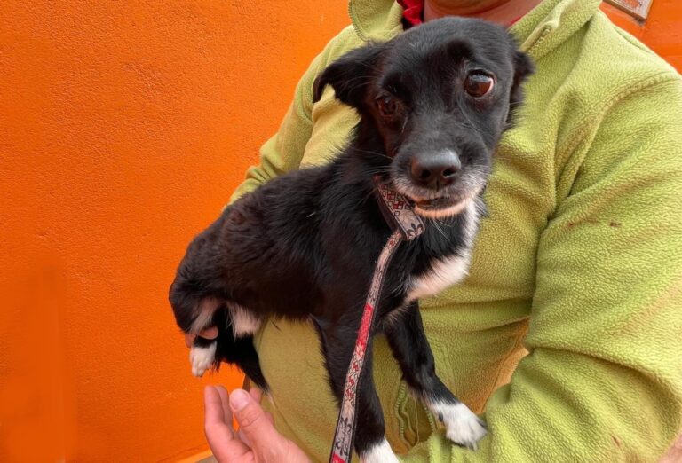 multimedia-foto82658-17-1