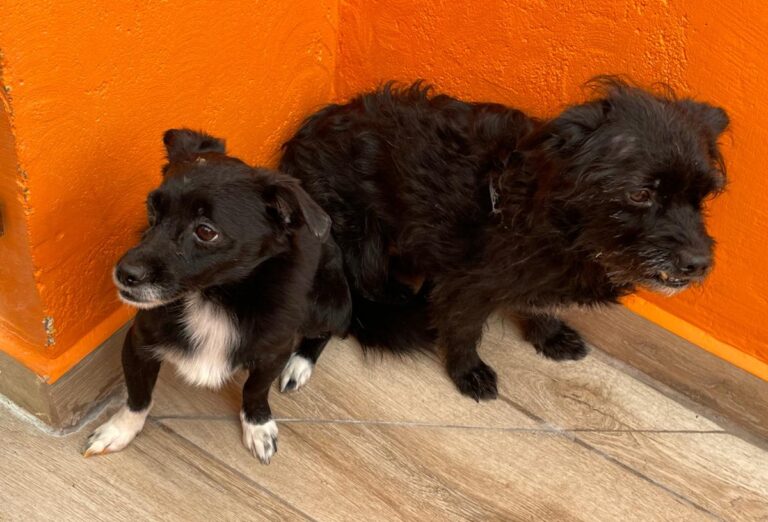 multimedia-foto82660-18-1