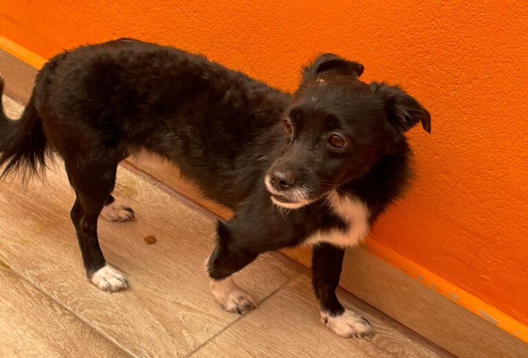 multimedia-foto82662-18-1