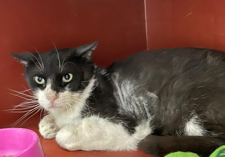 multimedia-foto82680-537-1