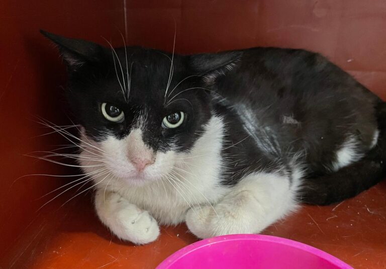 multimedia-foto82682-537-1