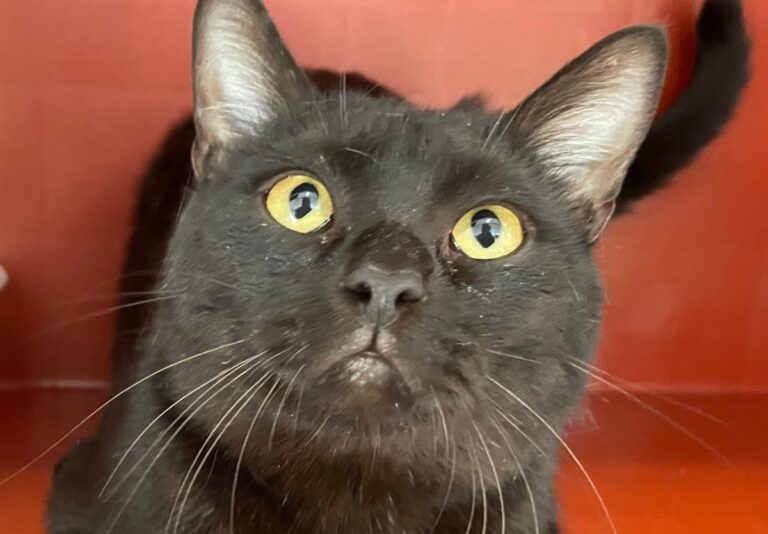 multimedia-foto82694-456-1