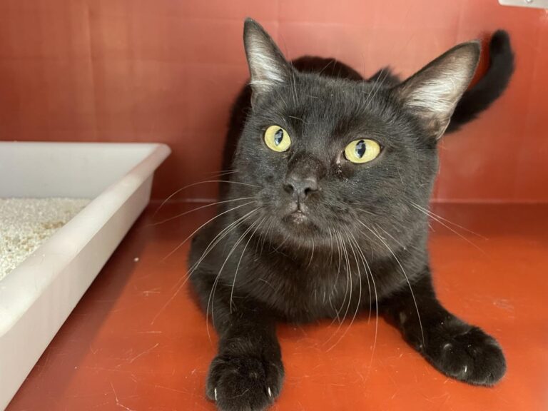 multimedia-foto82695-456-1