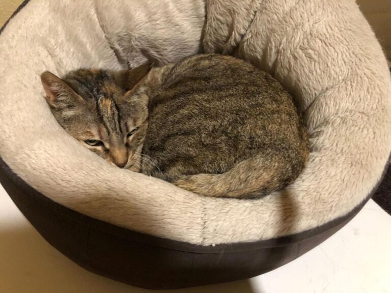 multimedia-foto82697-484-1