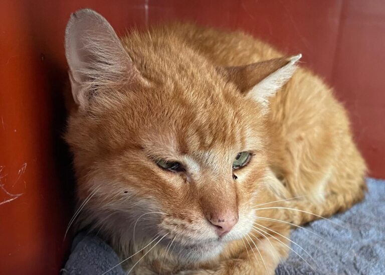 multimedia-foto82698-582-1